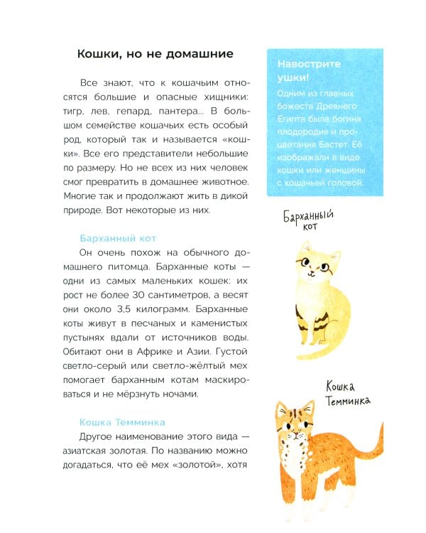 Хочу котенка! Полное пособие по уходу за питомцем