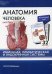 Анатомия человека: карточки. (32 шт). Иммунная, лимфатическая и эндокринная системы
