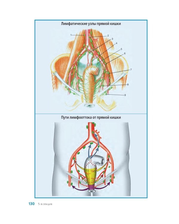 Клиническая анатомия женского таза: иллюстрированный авторский цикл лекций. 2-е изд., испр. и доп