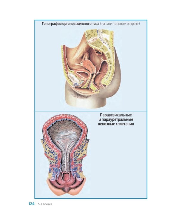 Клиническая анатомия женского таза: иллюстрированный авторский цикл лекций. 2-е изд., испр. и доп