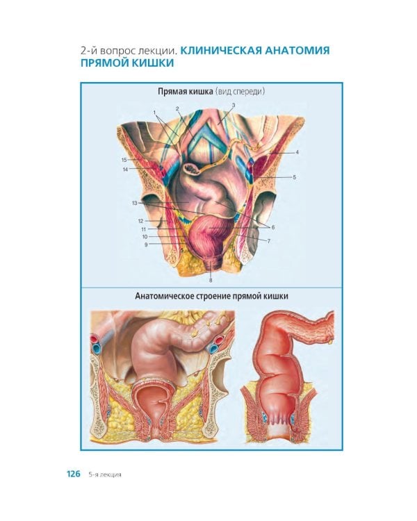 Клиническая анатомия женского таза: иллюстрированный авторский цикл лекций. 2-е изд., испр. и доп