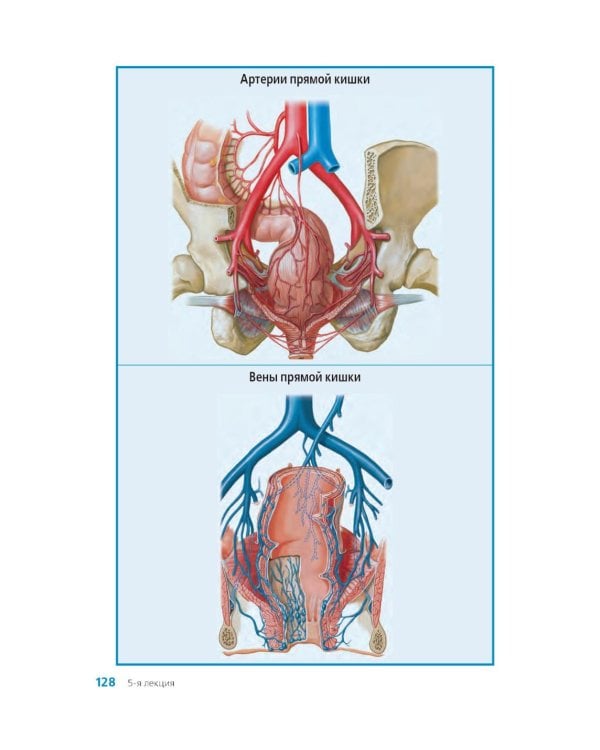 Клиническая анатомия женского таза: иллюстрированный авторский цикл лекций. 2-е изд., испр. и доп