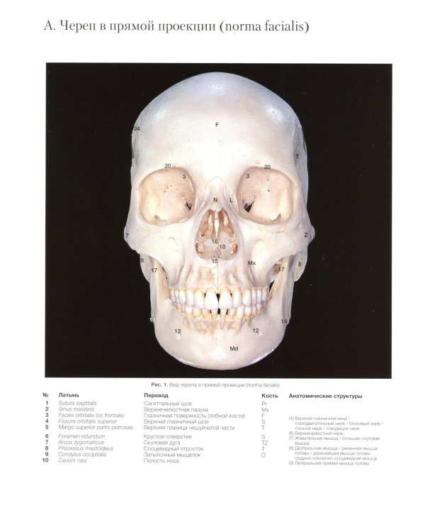 Атлас рентгенологической цефалометрии