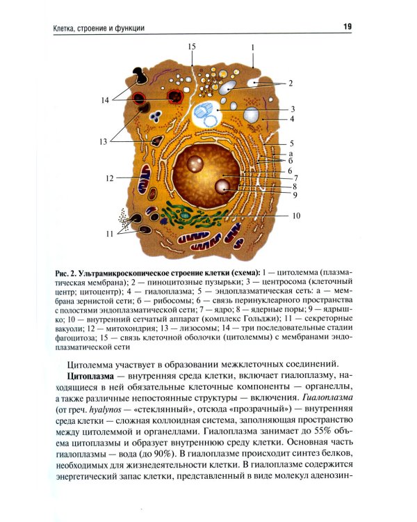 Анатомия человека: Учебник для фармацевтических факультетов