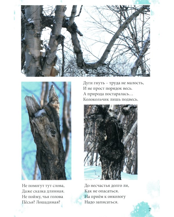 Причуды Камчатского леса