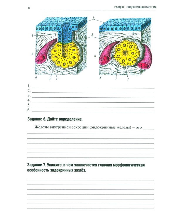 Анатомия человека: Спланхнология Ч. 6: Эндокринная система, иммунная и лимфатическая системы: Тетрадь-практикум