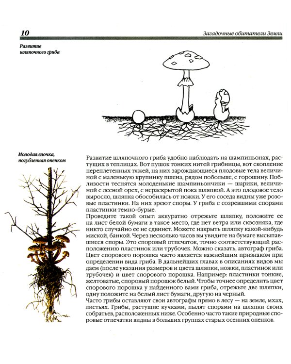 Грибы. 250 видов съедобных, ядовитых и лечебных грибов