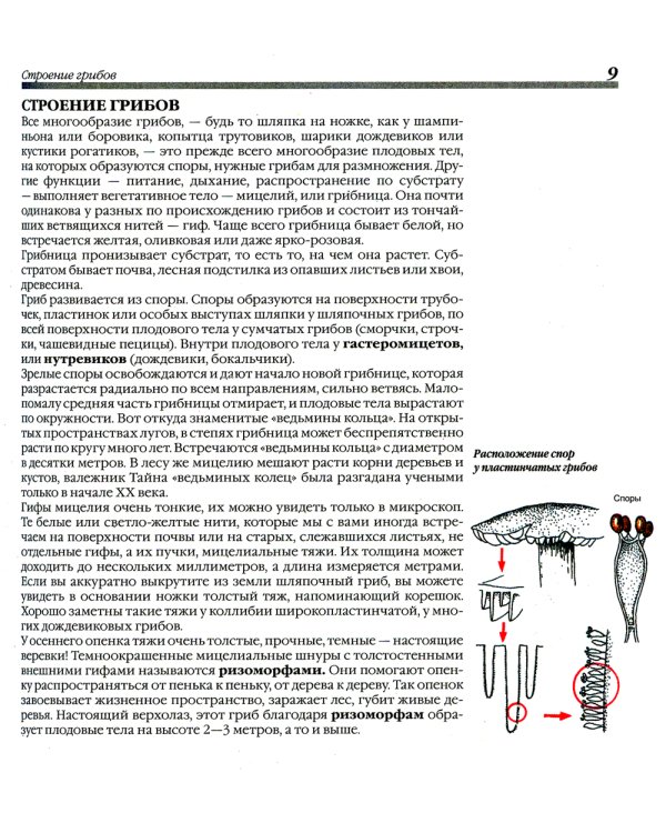 Грибы. 250 видов съедобных, ядовитых и лечебных грибов