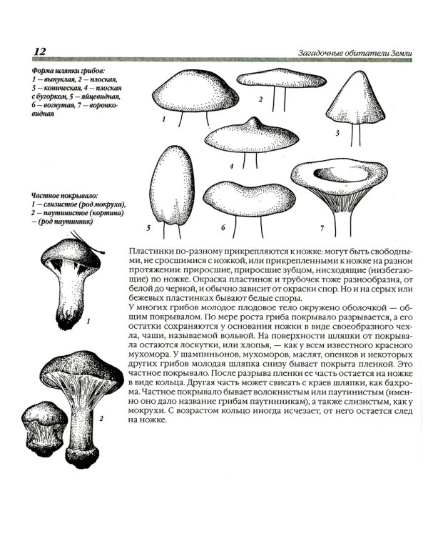 Грибы. 250 видов съедобных, ядовитых и лечебных грибов