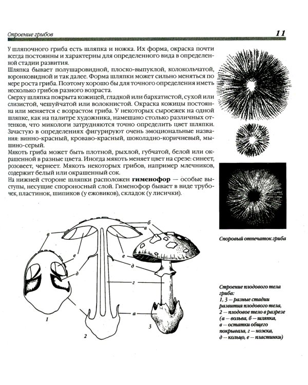 Грибы. 250 видов съедобных, ядовитых и лечебных грибов