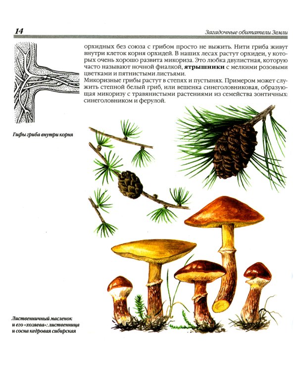 Грибы. 250 видов съедобных, ядовитых и лечебных грибов