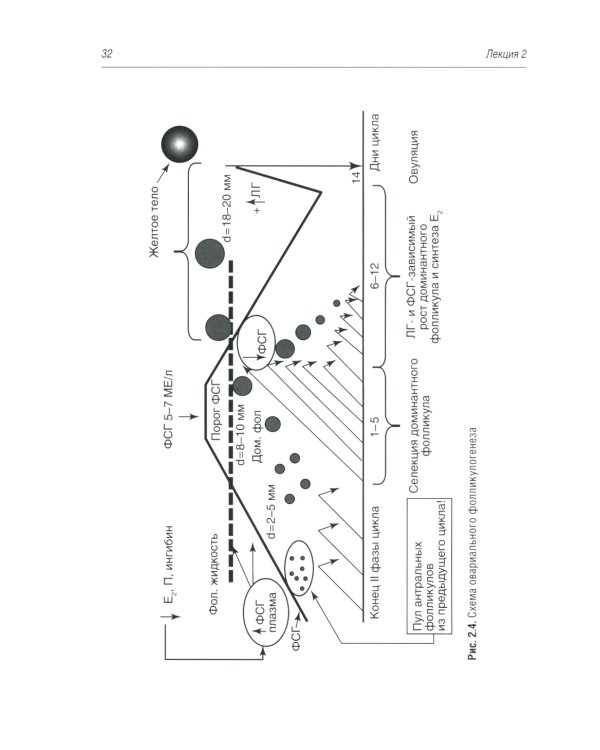 Гинекологическая эндокринология. Клинические лекции. 5-е изд