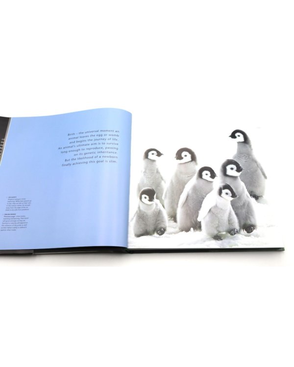 Life Story: Many Lives, One Epic Journey