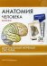 Анатомия человека: карточки. (34 шт). Центральная нервная система