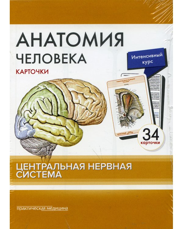 Анатомия человека: карточки. (34 шт). Центральная нервная система