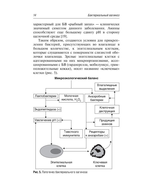Вульвовагинальные инфекции в акушерстве и гинекологии. Диагностика, лечение, реабилитация