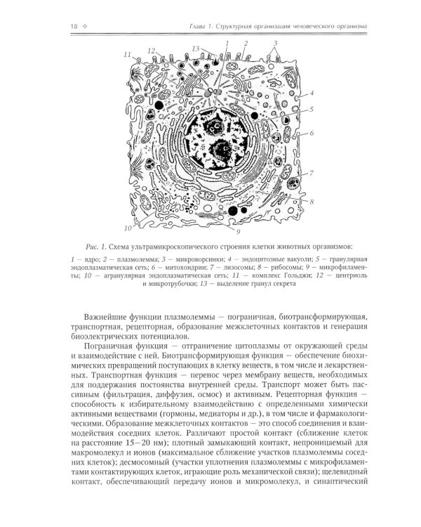 Нормальная анатомия человека. Том 1. Учебник для медицинских ВУЗов