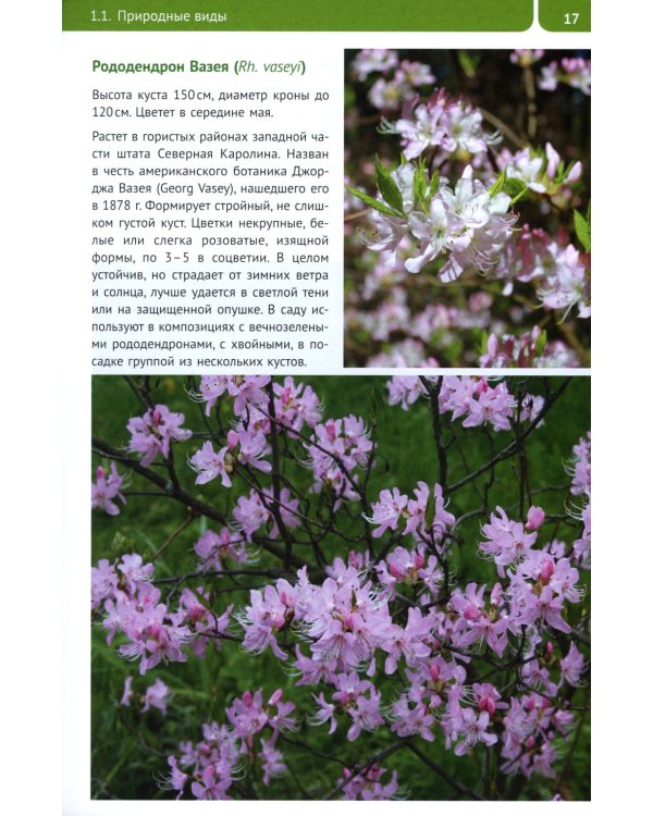 Рододендроны для Северо-Запада