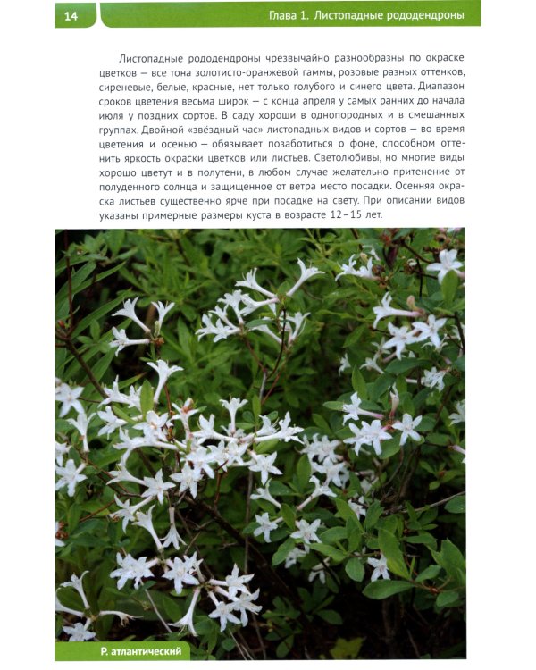 Рододендроны для Северо-Запада