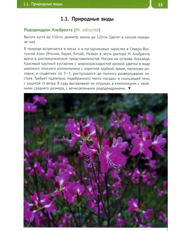 Рододендроны для Северо-Запада