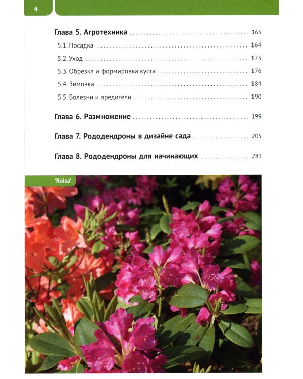 Рододендроны для Северо-Запада