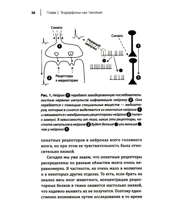 Стресс, боль и опиоиды. Об эндорфинах и не только