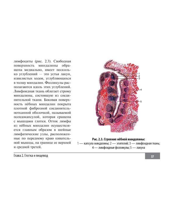 Клинические нормы. Оториноларингология