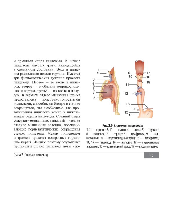 Клинические нормы. Оториноларингология