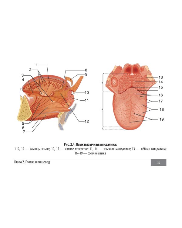Клинические нормы. Оториноларингология