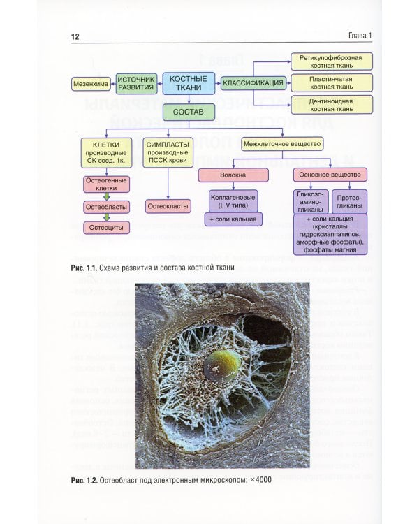 Применение остеопластических материалов в хирургии полости рта: Учебное пособие