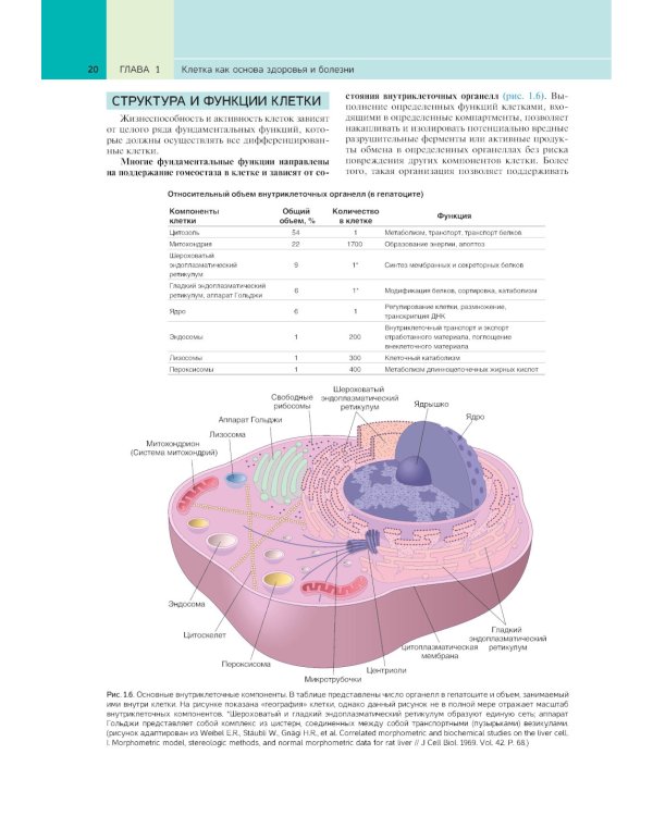 Патологическая анатомия по Роббинсу: Учебник
