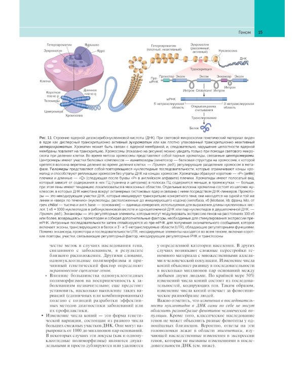 Патологическая анатомия по Роббинсу: Учебник