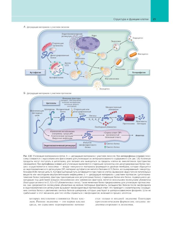 Патологическая анатомия по Роббинсу: Учебник