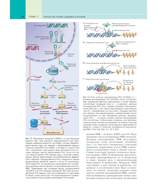 Патологическая анатомия по Роббинсу: Учебник
