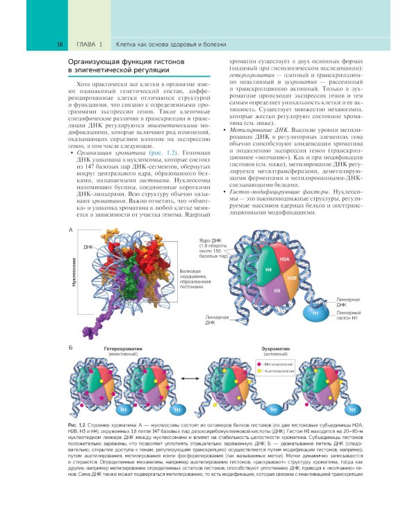 Патологическая анатомия по Роббинсу: Учебник