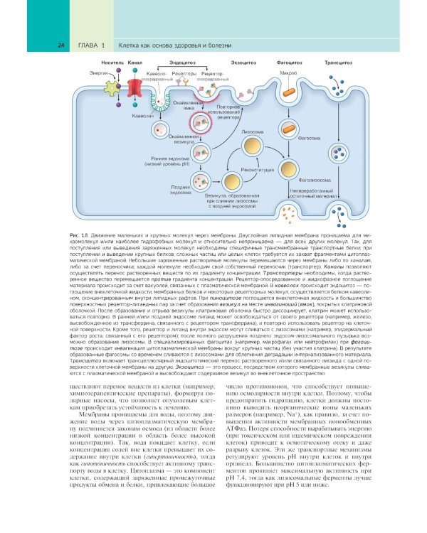 Патологическая анатомия по Роббинсу: Учебник