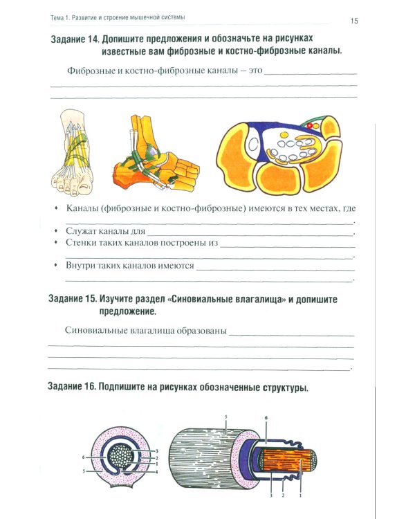 Анатомия человека: Опорно-двигательный аппарат: Ч. 3. Миология. Тетрадь-практикум