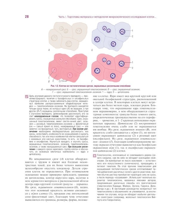 Гистология, цитология и эмбриология. Руководство к практическим занятиям. Атлас: Учебное пособие