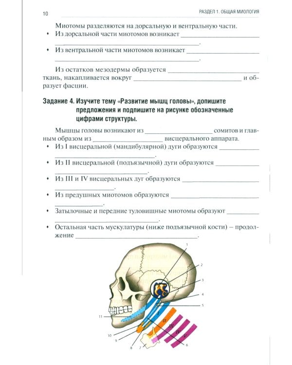 Анатомия человека: Опорно-двигательный аппарат: Ч. 3. Миология. Тетрадь-практикум