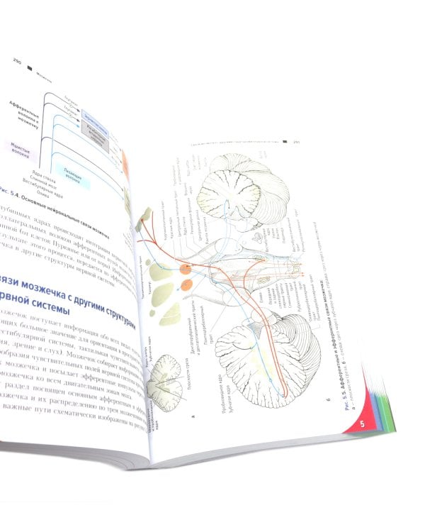 Топический диагноз в неврологии по Петеру Дуусу; Путеводитель по телу (комплект из 2-х книг)