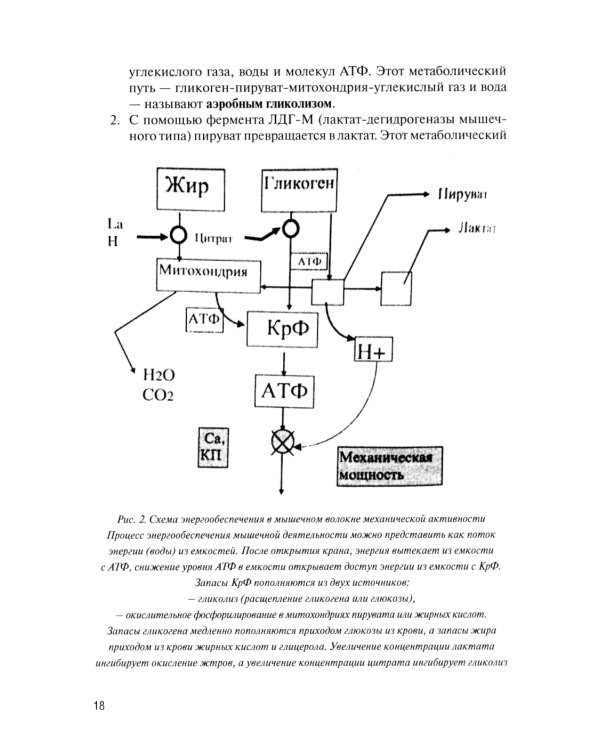 Физическая подготовка футболистов: Учебно-методическое пособие. 3-е изд