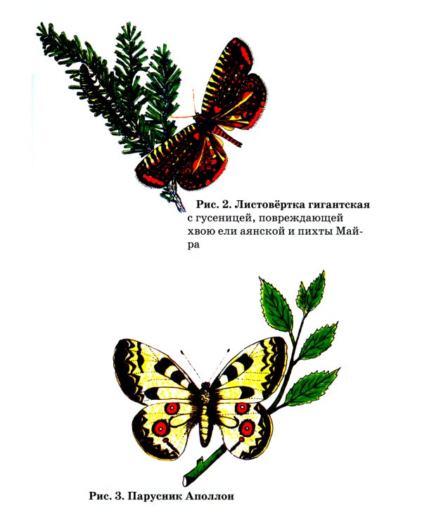 Удивительный мир бабочек