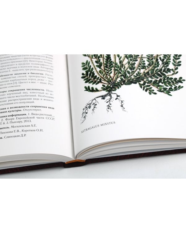 Сenturia plantarum rariorum Russiae meridionalis Ф.К. Биберштейна глазами молодых исследователей "Сириуса" через 200 лет