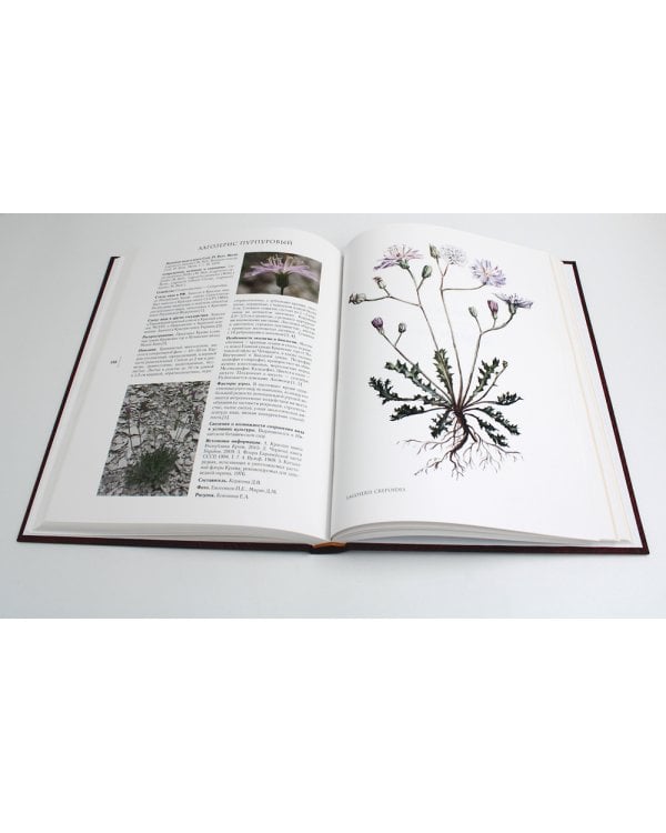 Сenturia plantarum rariorum Russiae meridionalis Ф.К. Биберштейна глазами молодых исследователей "Сириуса" через 200 лет