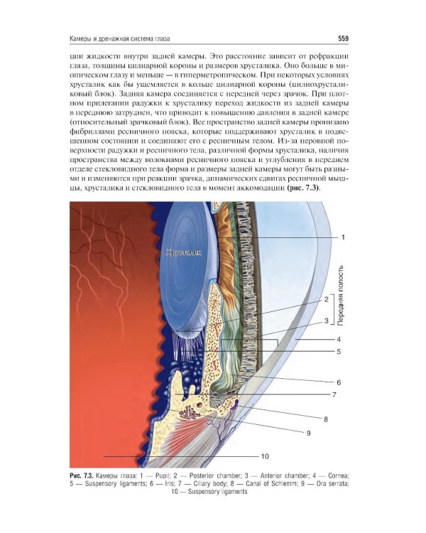Клиническая анатомия органа зрения: Учебное пособие