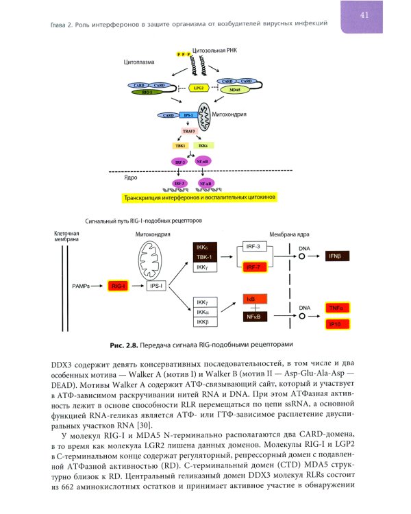 Интерфероны: роль в патогенезе, место в терапии и профилактике заболеваний вирусной и бактериальной этиологии