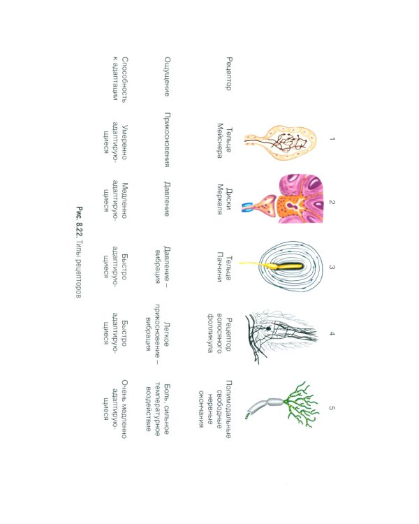 Нормальная физиология: учебник. 2-е изд., испр.и доп