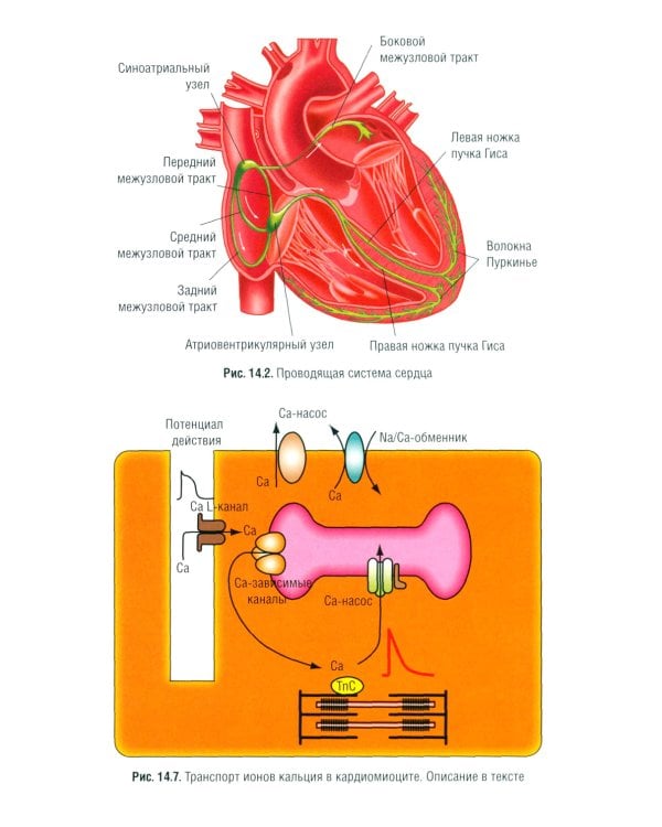 Нормальная физиология: учебник. 2-е изд., испр.и доп