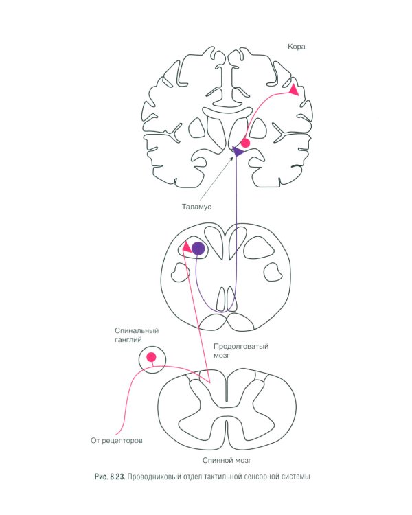 Нормальная физиология: учебник. 2-е изд., испр.и доп