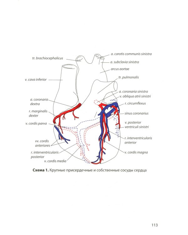Клиническая анатомия сосудов и нервов: Учебное пособие. 11-е изд., перераб. и доп